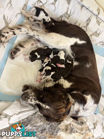 English Springer Spaniel pups
