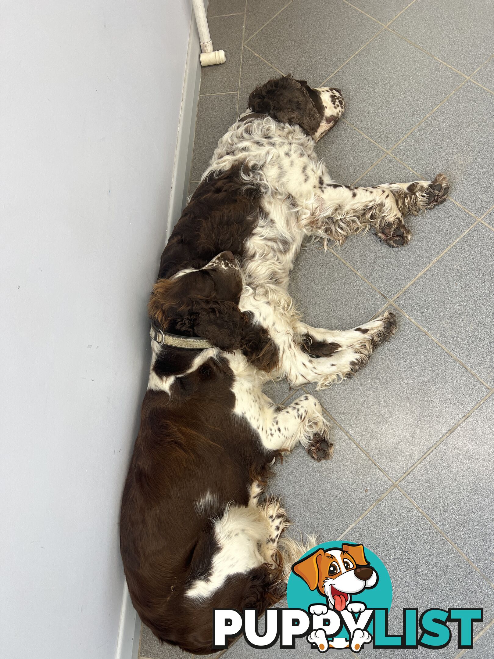 English Springer Spaniel pups