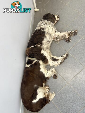 English Springer Spaniel pups