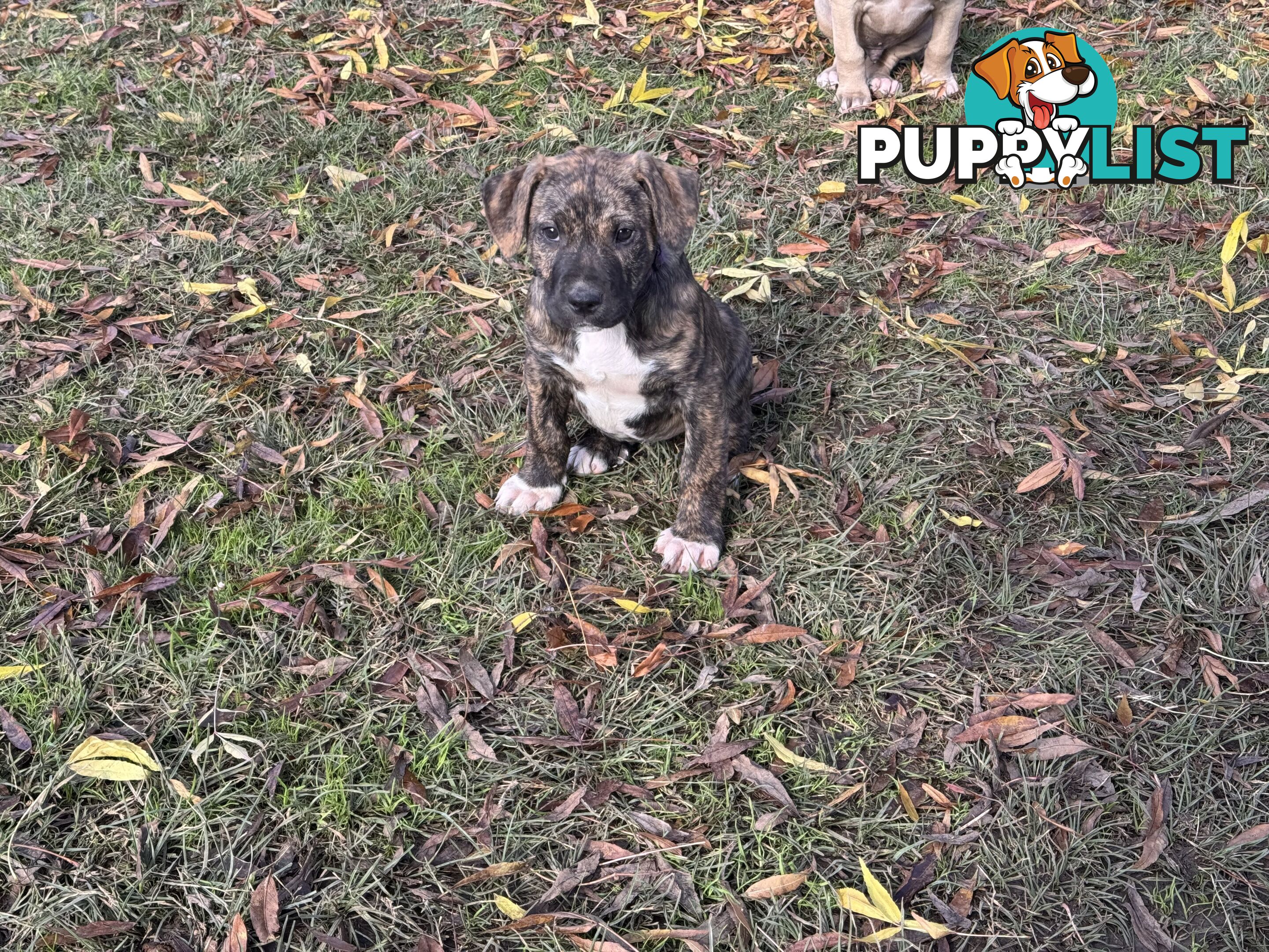 Bull Arab x Wolfhound x