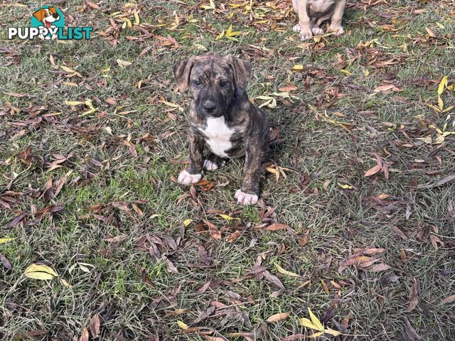 Bull Arab x Wolfhound x