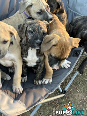 Bull Arab x Wolfhound x