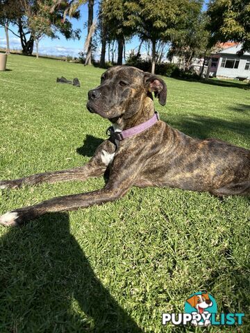 Bull Arab x Wolfhound x