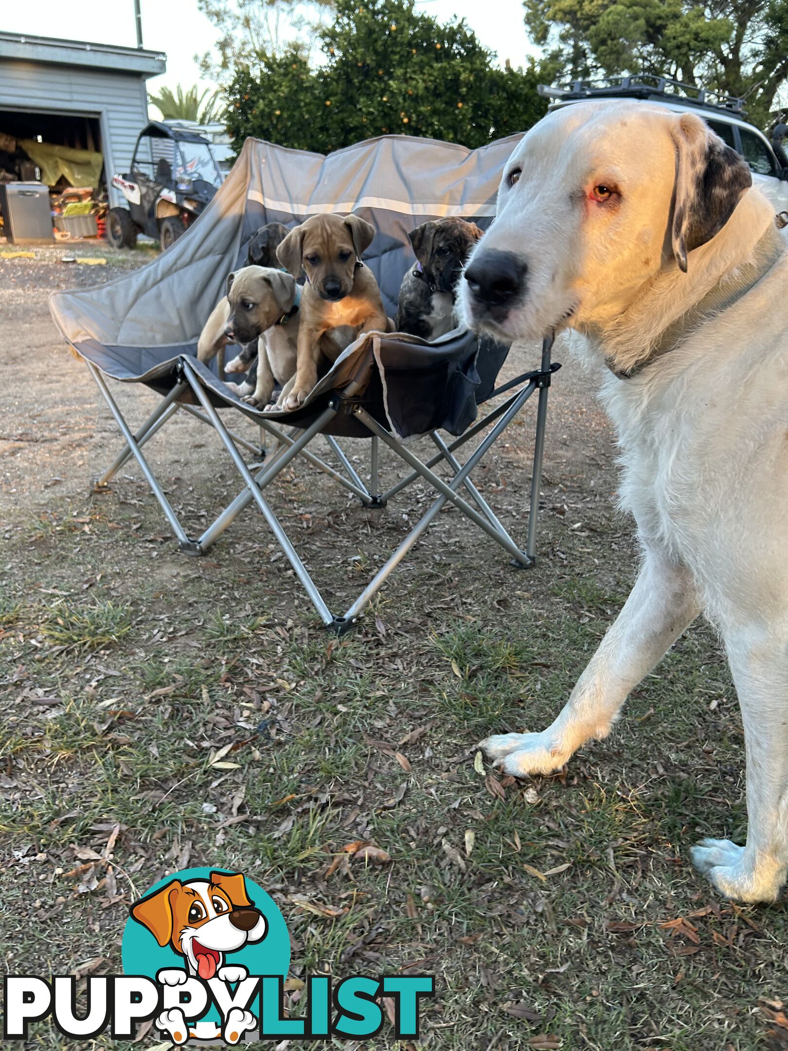 Bull Arab x Wolfhound x