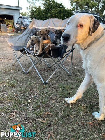 Bull Arab x Wolfhound x