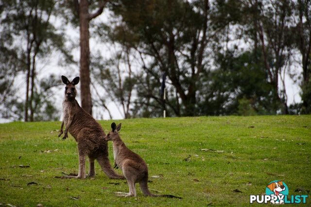 Koveda - 2868 River Road WISEMANS FERRY NSW 2775