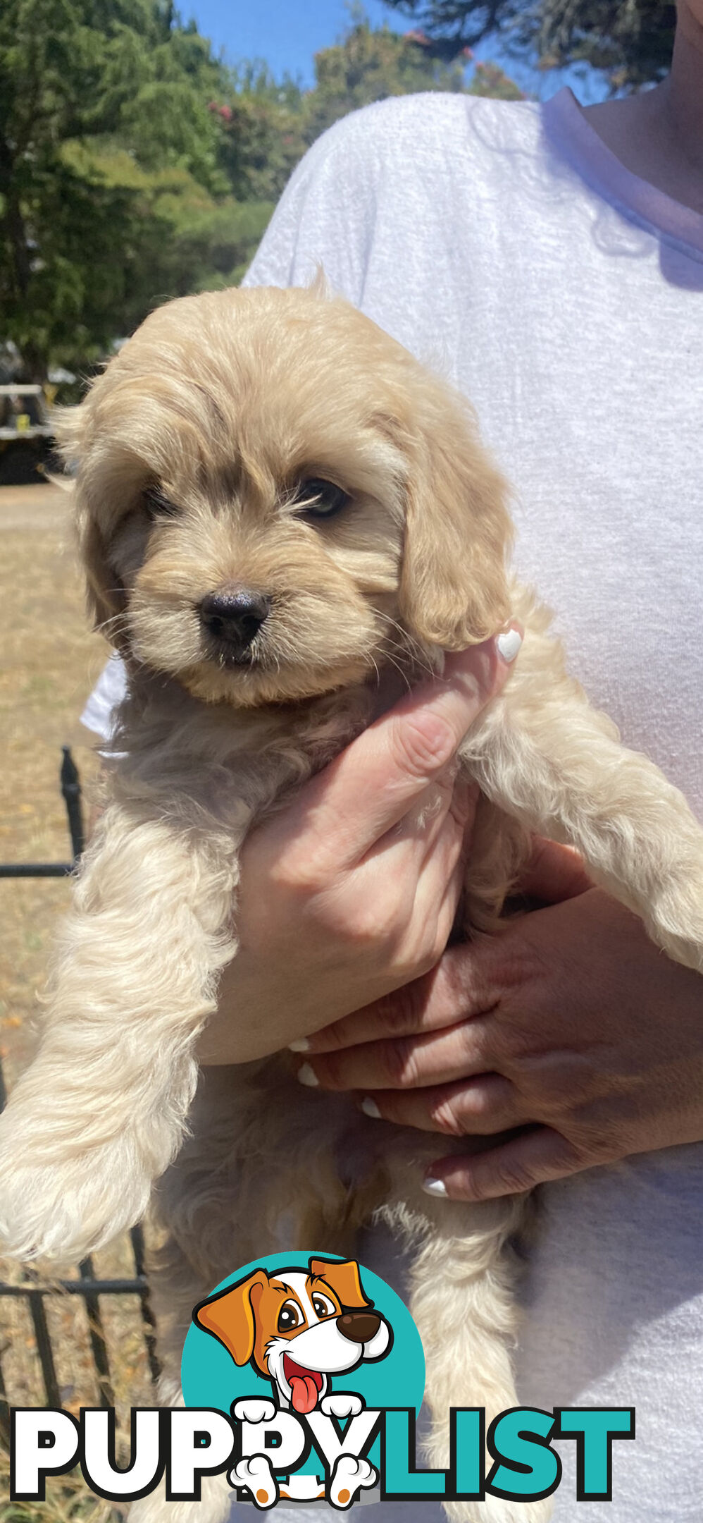 Cavoodle puppies