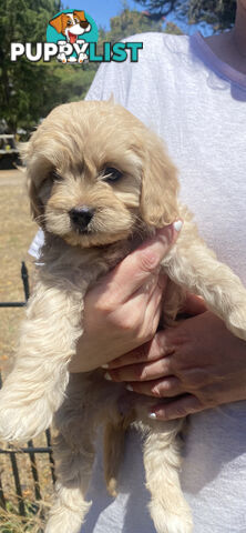 Cavoodle puppies