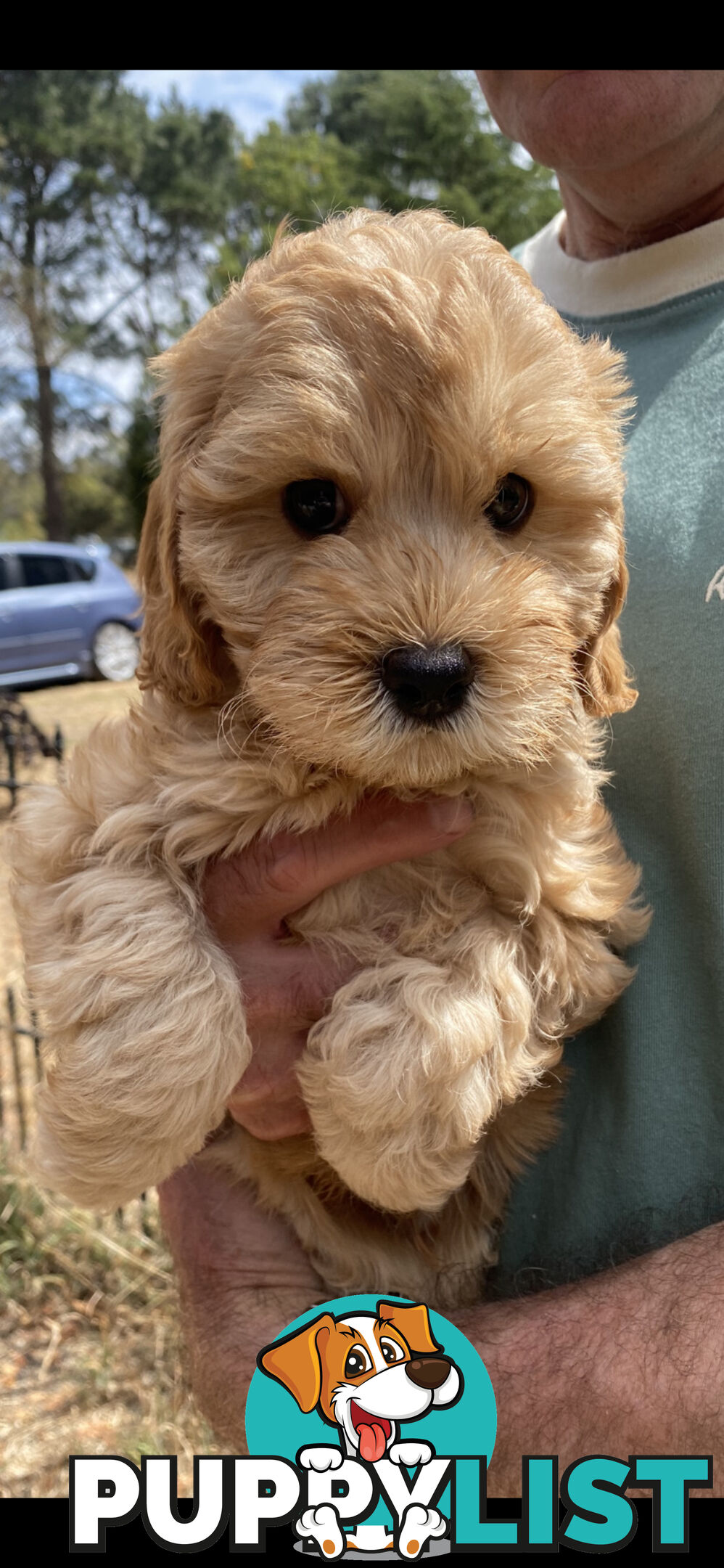 Cavoodle puppies