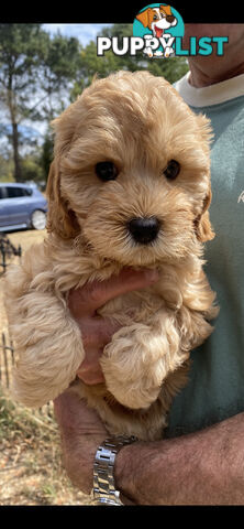 Cavoodle puppies