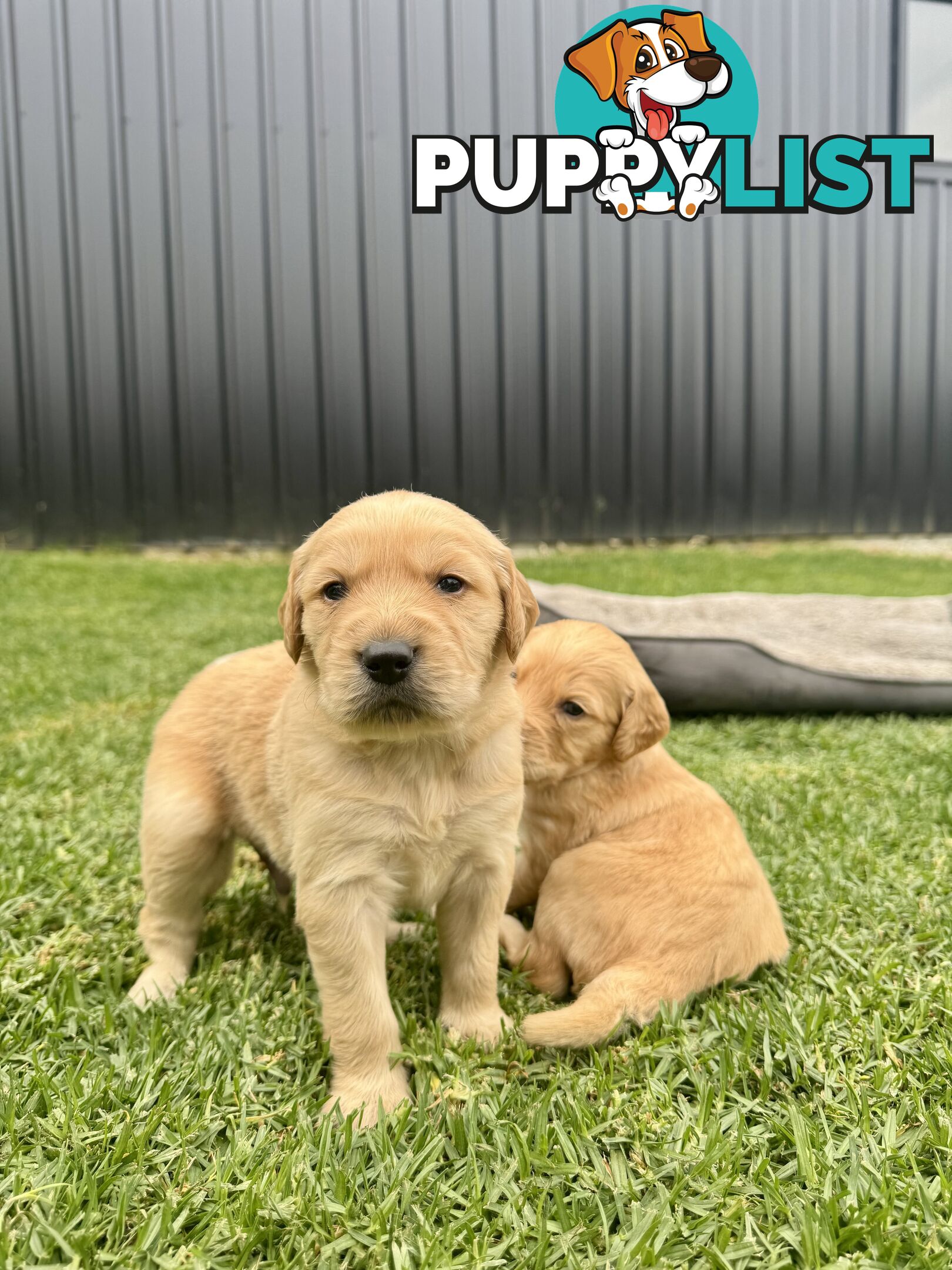 Adorable F2 Groodle Puppies – Ready for Their Forever Homes! 🐾