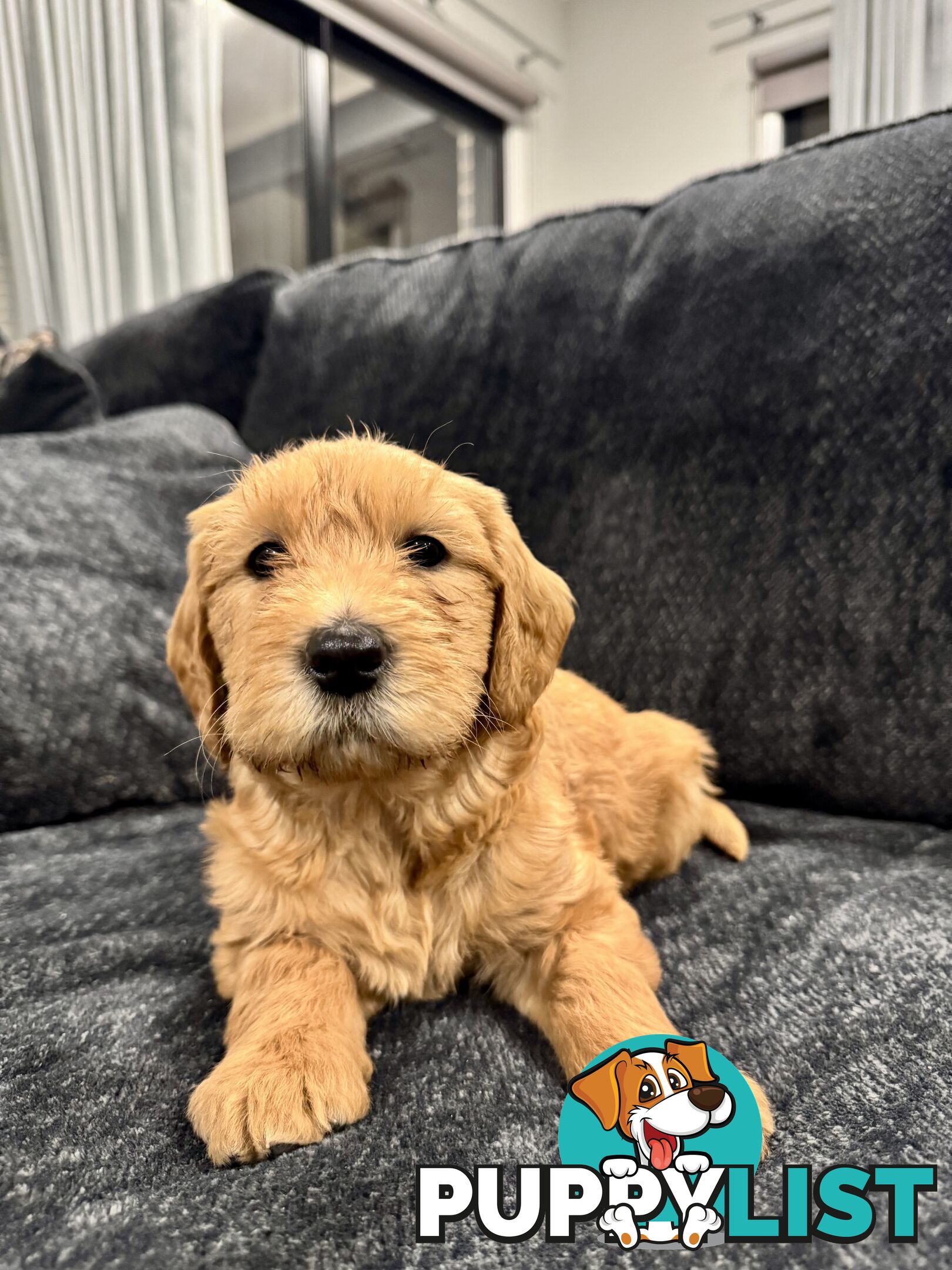 Adorable F2 Groodle Puppies – Ready for Their Forever Homes! 🐾
