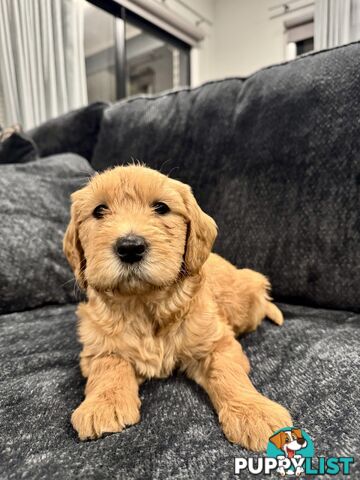 Adorable F2 Groodle Puppies – Ready for Their Forever Homes! 🐾