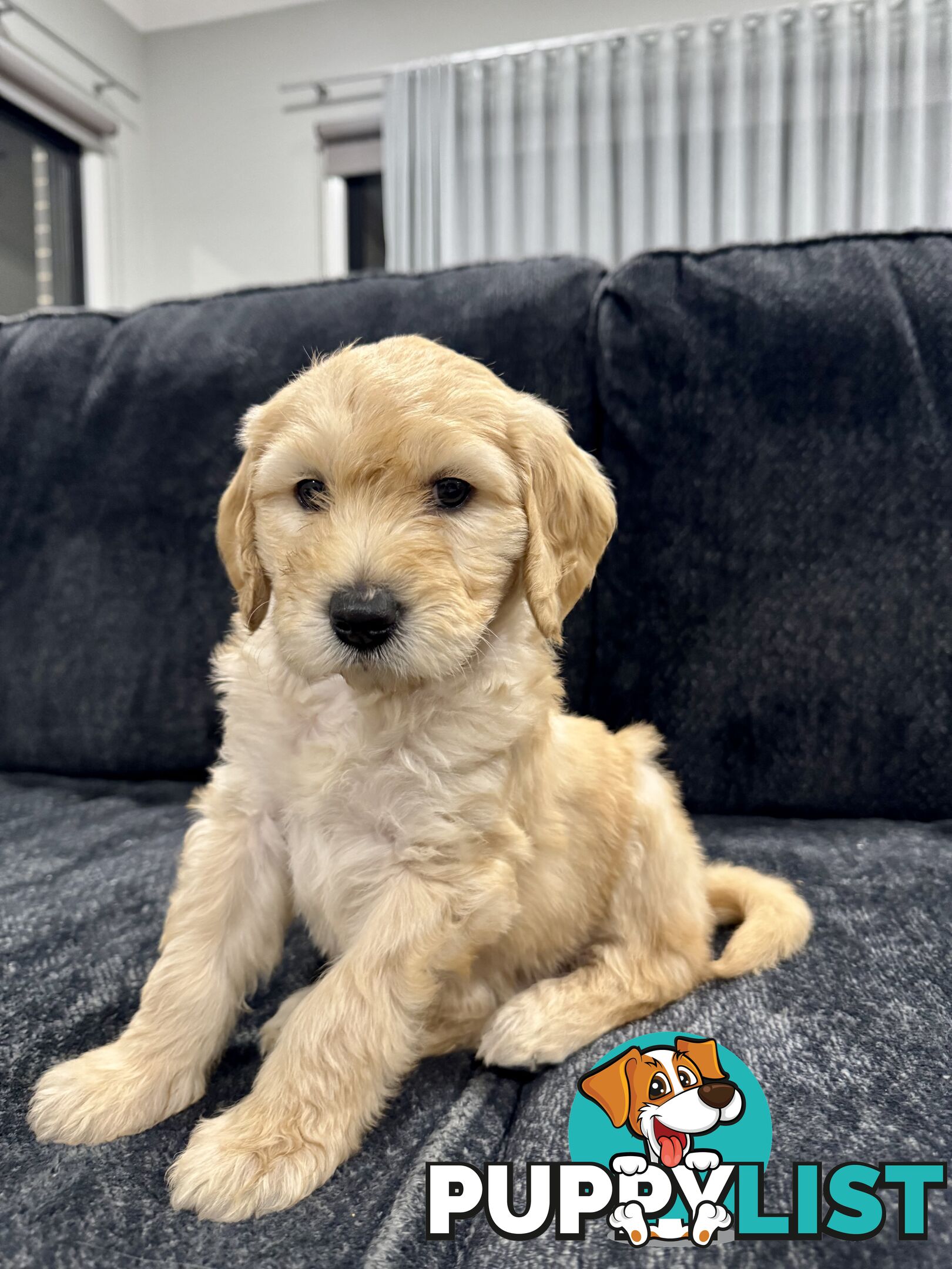 Adorable F2 Groodle Puppies – Ready for Their Forever Homes! 🐾