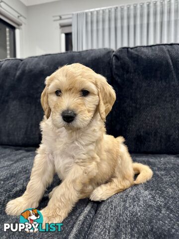 Adorable F2 Groodle Puppies – Ready for Their Forever Homes! 🐾