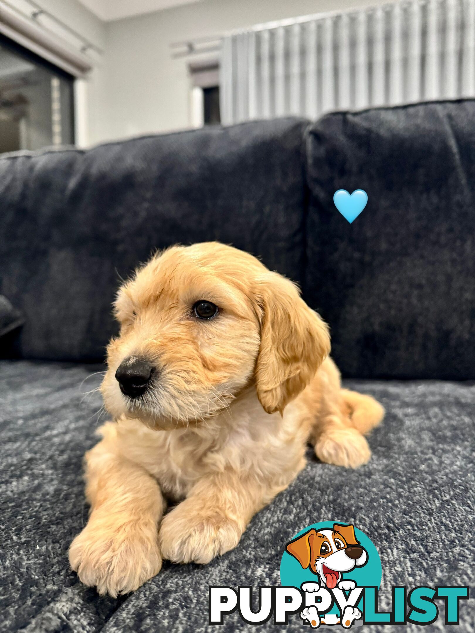 Adorable F2 Groodle Puppies – Ready for Their Forever Homes! 🐾