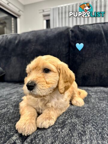 Adorable F2 Groodle Puppies – Ready for Their Forever Homes! 🐾