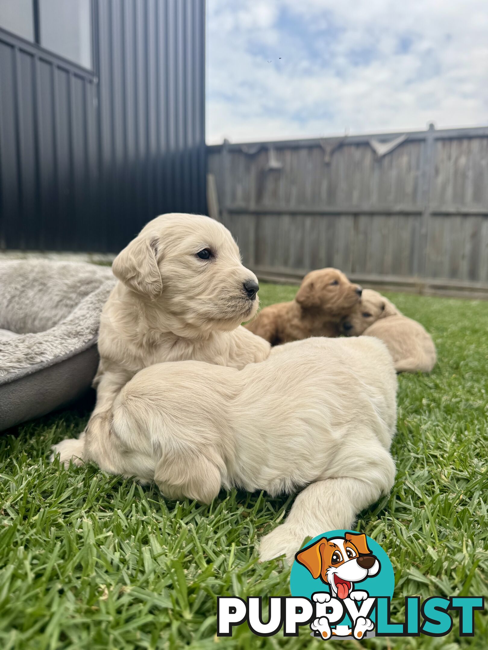 Adorable F2 Groodle Puppies – Ready for Their Forever Homes! 🐾