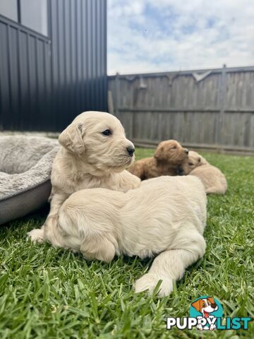 Adorable F2 Groodle Puppies – Ready for Their Forever Homes! 🐾
