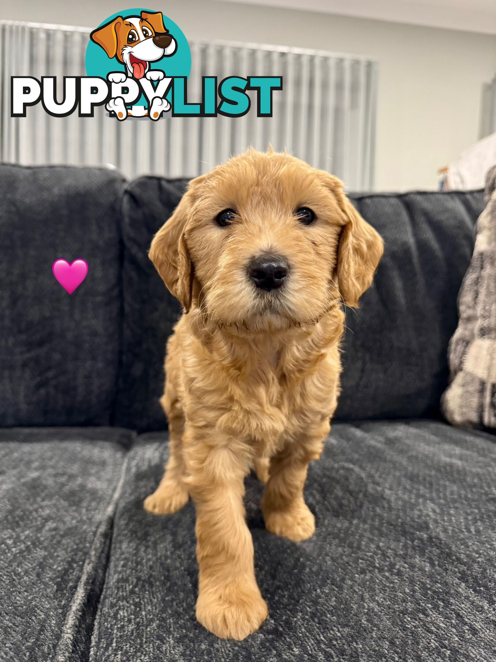 Adorable F2 Groodle Puppies – Ready for Their Forever Homes! 🐾