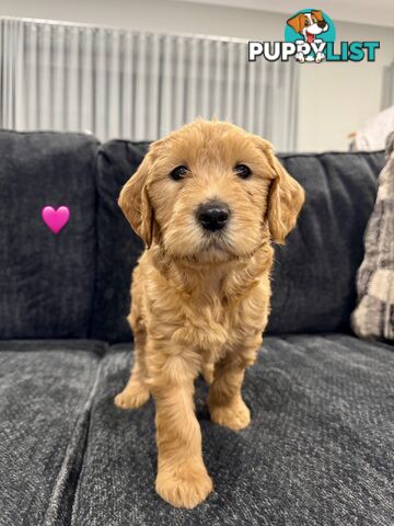 Adorable F2 Groodle Puppies – Ready for Their Forever Homes! 🐾