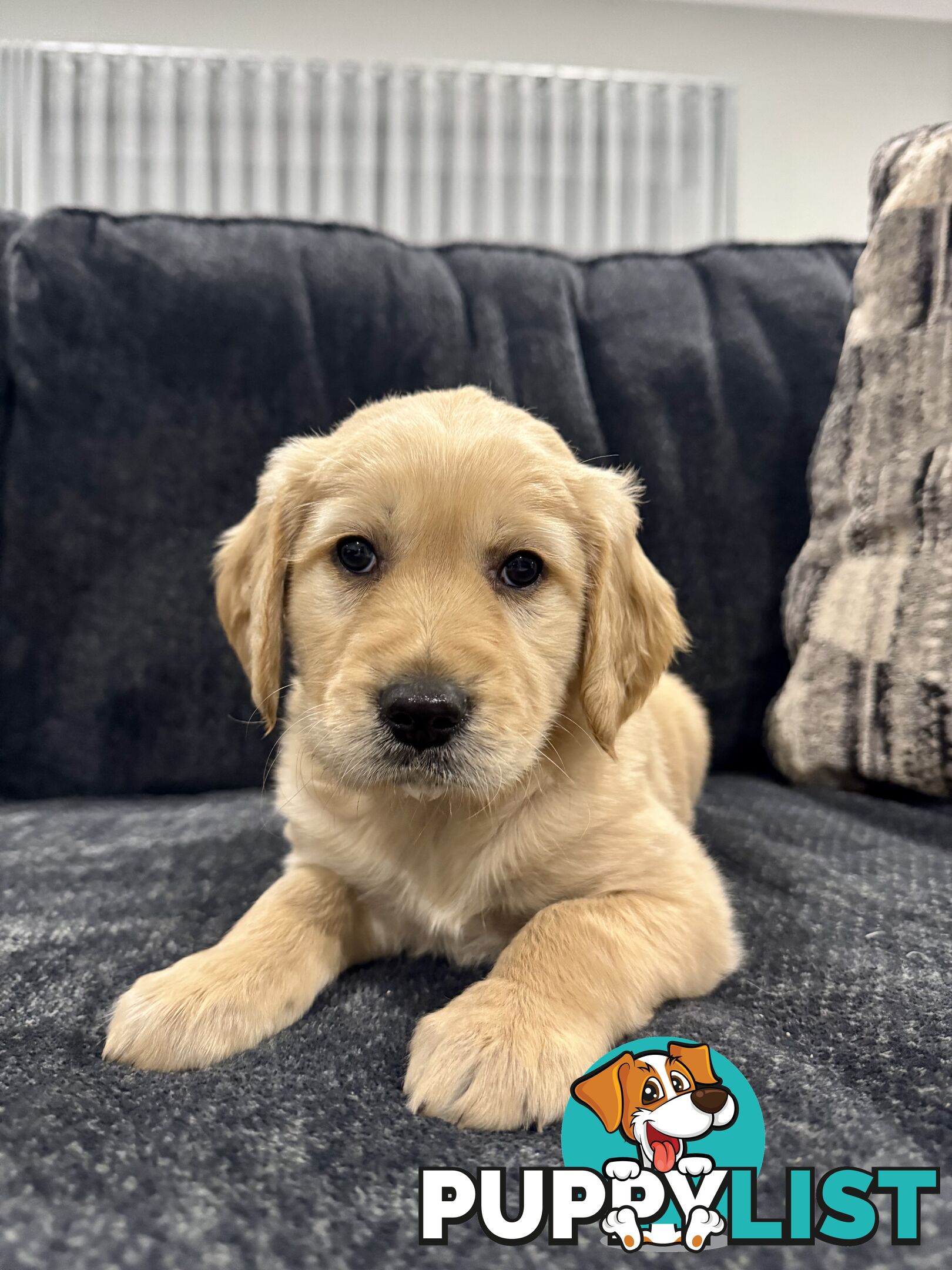 Adorable F2 Groodle Puppies – Ready for Their Forever Homes! 🐾