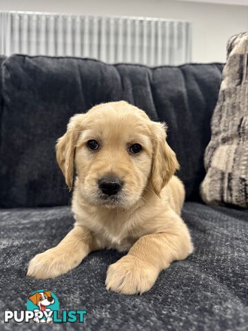 Adorable F2 Groodle Puppies – Ready for Their Forever Homes! 🐾