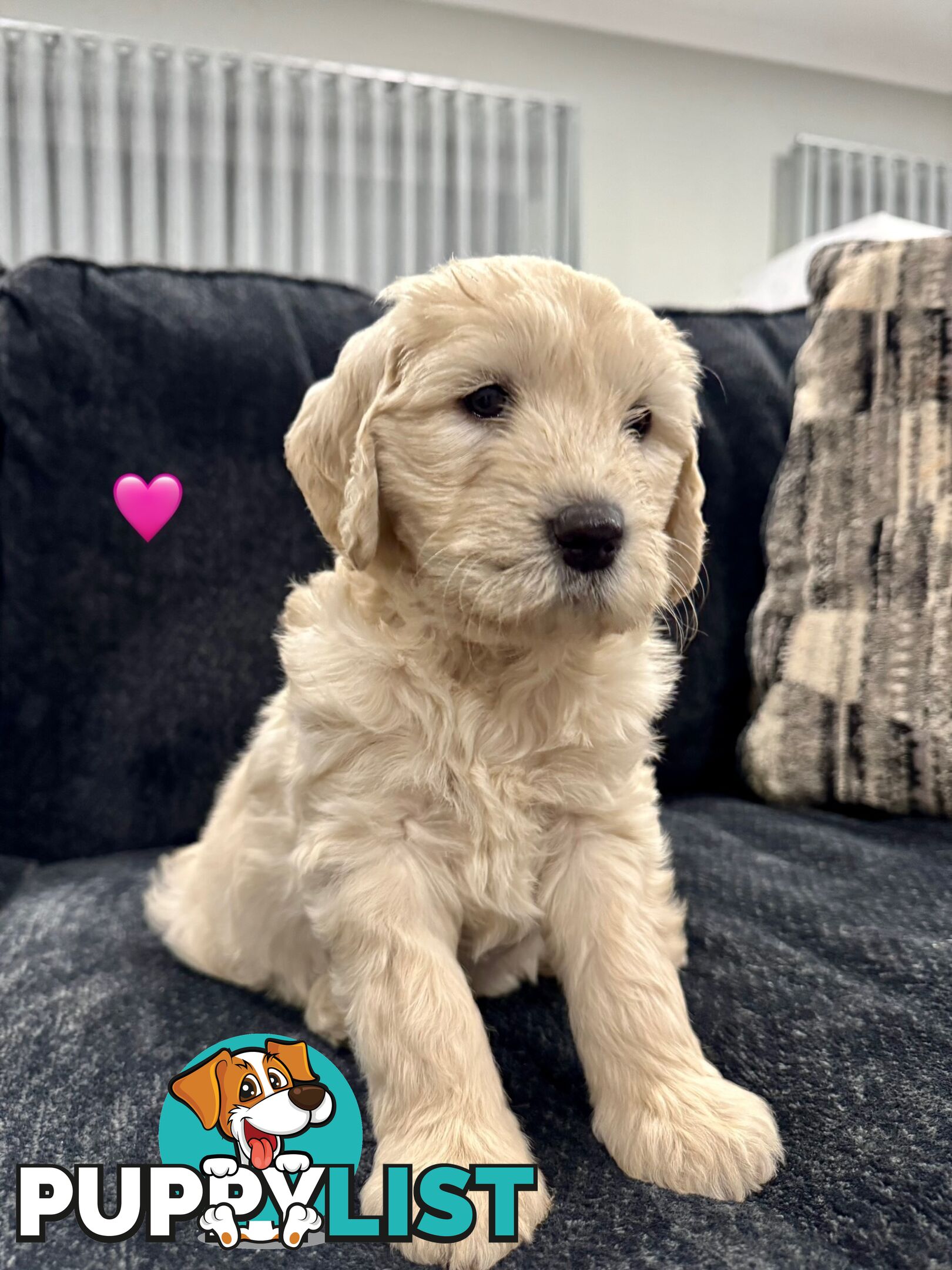 Adorable F2 Groodle Puppies – Ready for Their Forever Homes! 🐾