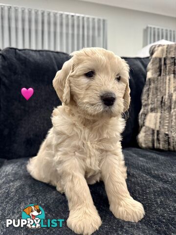 Adorable F2 Groodle Puppies – Ready for Their Forever Homes! 🐾