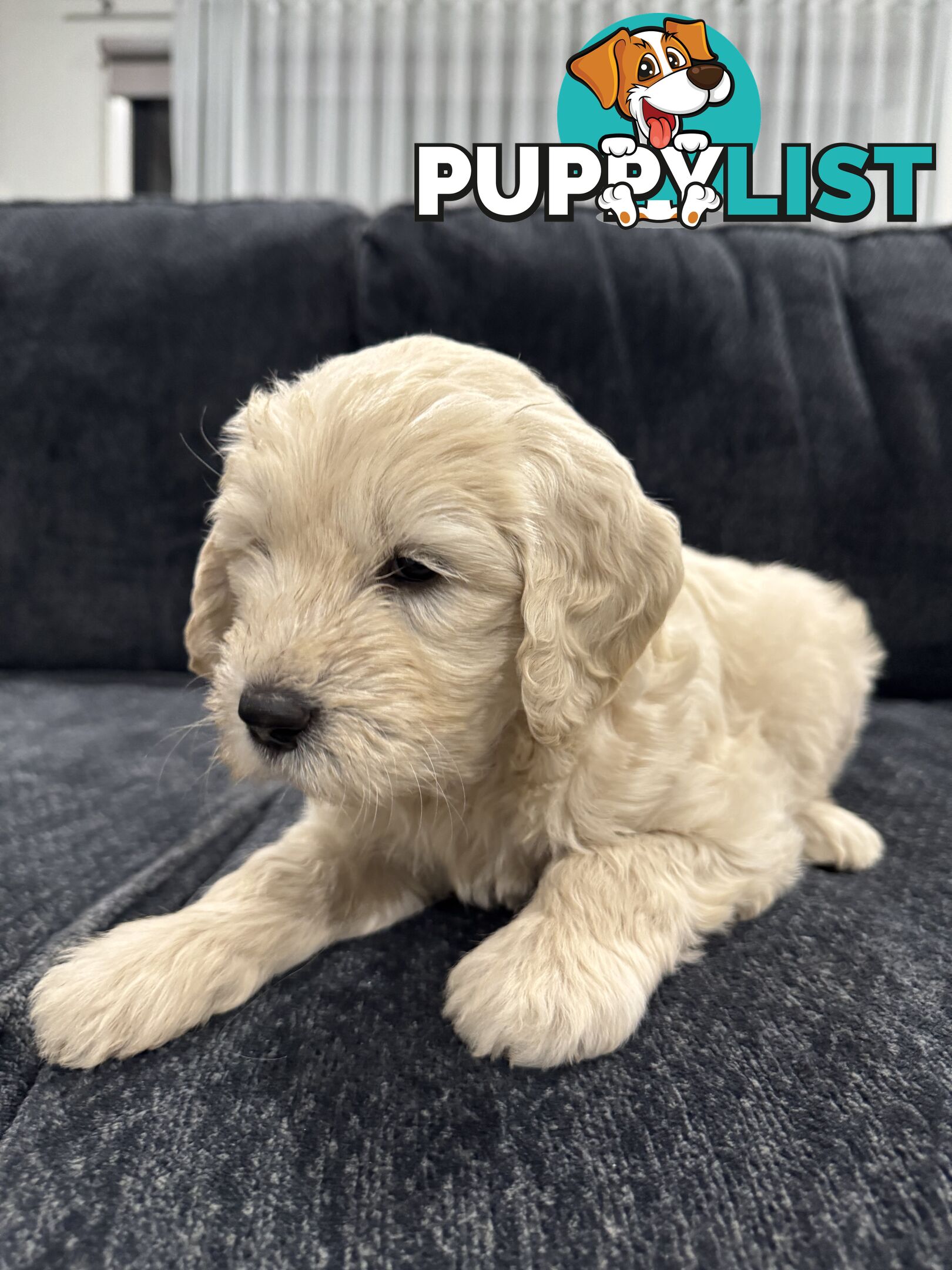 Adorable F2 Groodle Puppies – Ready for Their Forever Homes! 🐾
