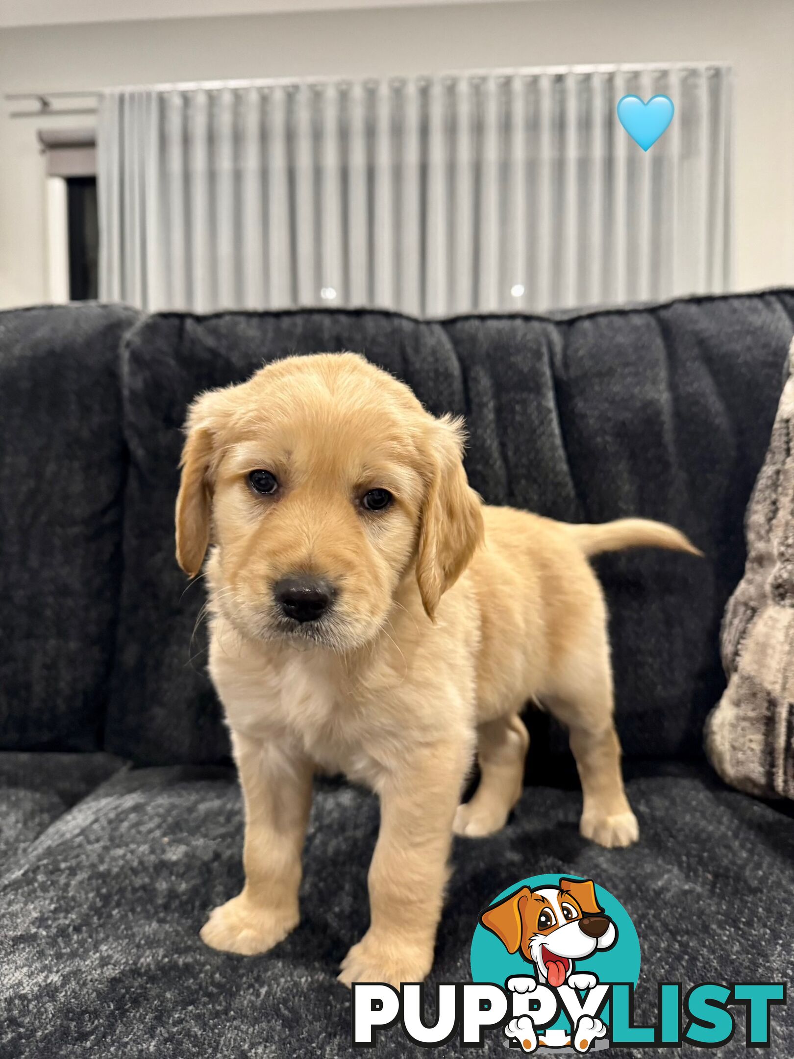 Adorable F2 Groodle Puppies – Ready for Their Forever Homes! 🐾