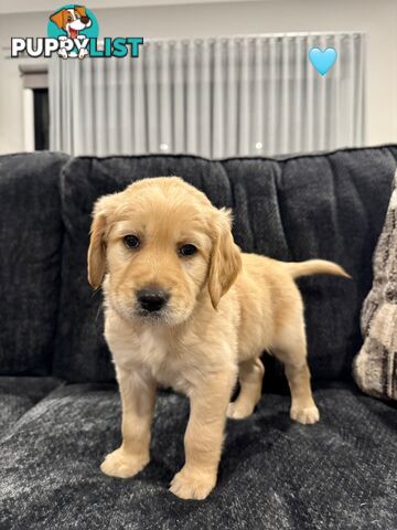 Adorable F2 Groodle Puppies – Ready for Their Forever Homes! 🐾