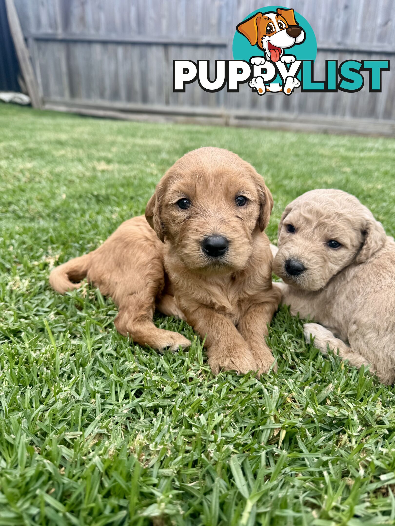 Adorable F2 Groodle Puppies – Ready for Their Forever Homes! 🐾
