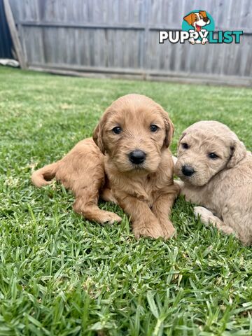 Adorable F2 Groodle Puppies – Ready for Their Forever Homes! 🐾