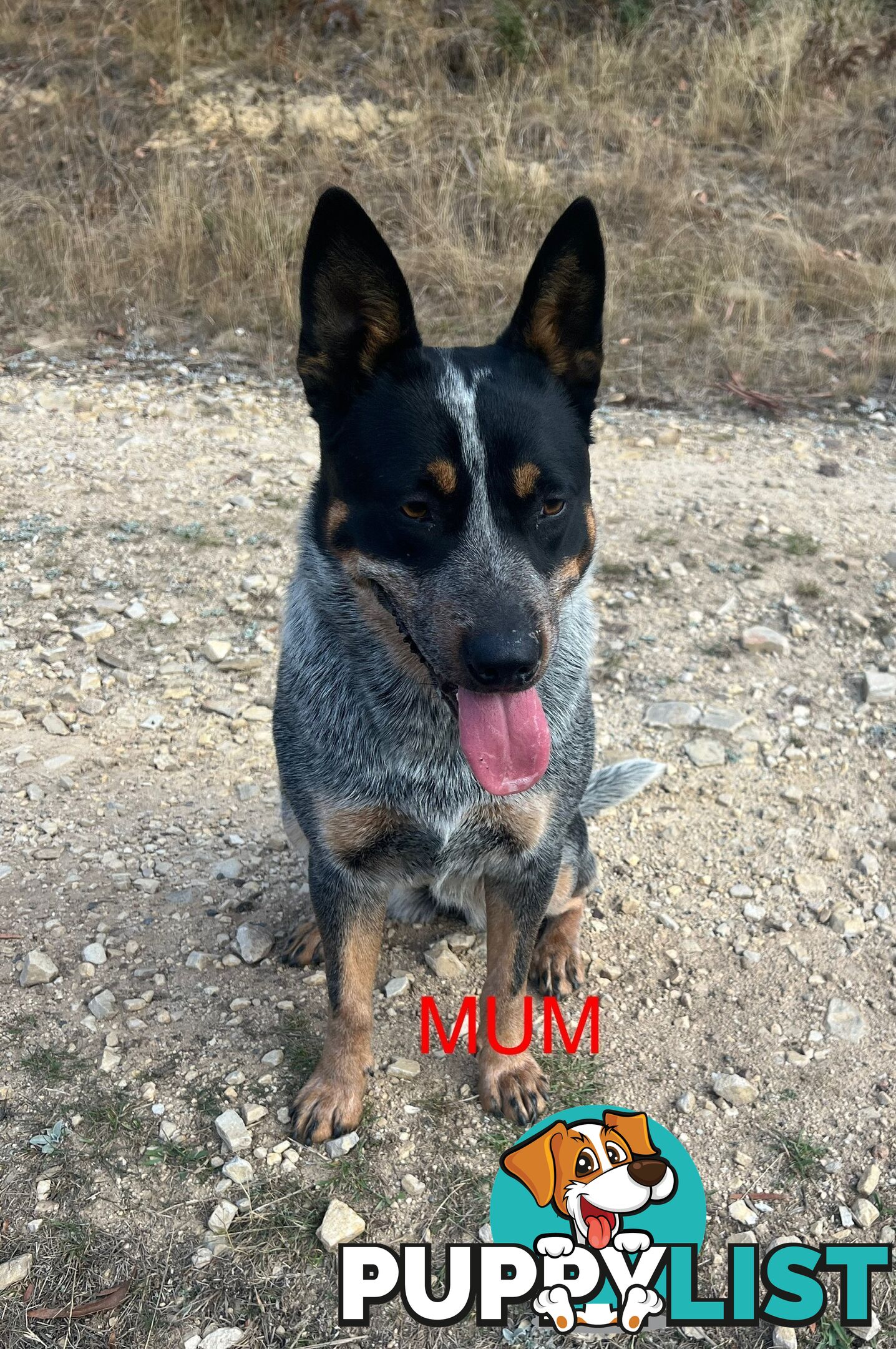 Purebred blue Heeler puppies