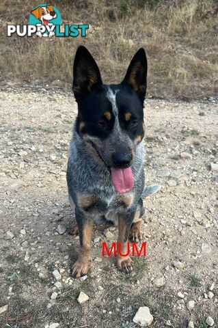 Purebred blue Heeler puppies
