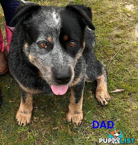 Purebred blue Heeler puppies
