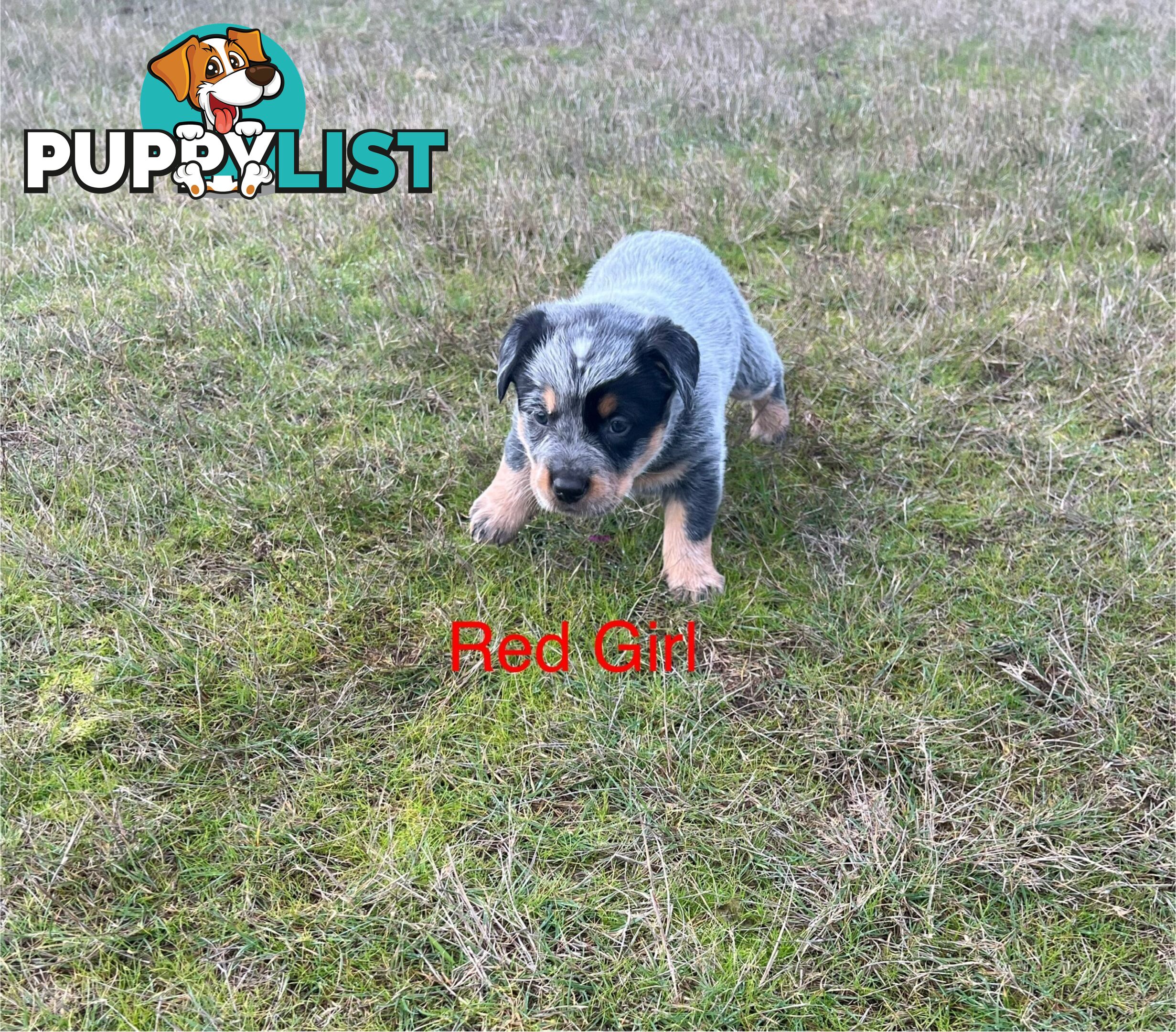 Purebred blue Heeler puppies