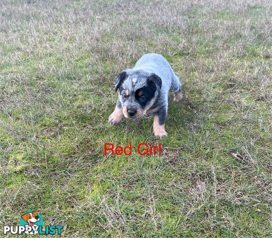 Purebred blue Heeler puppies