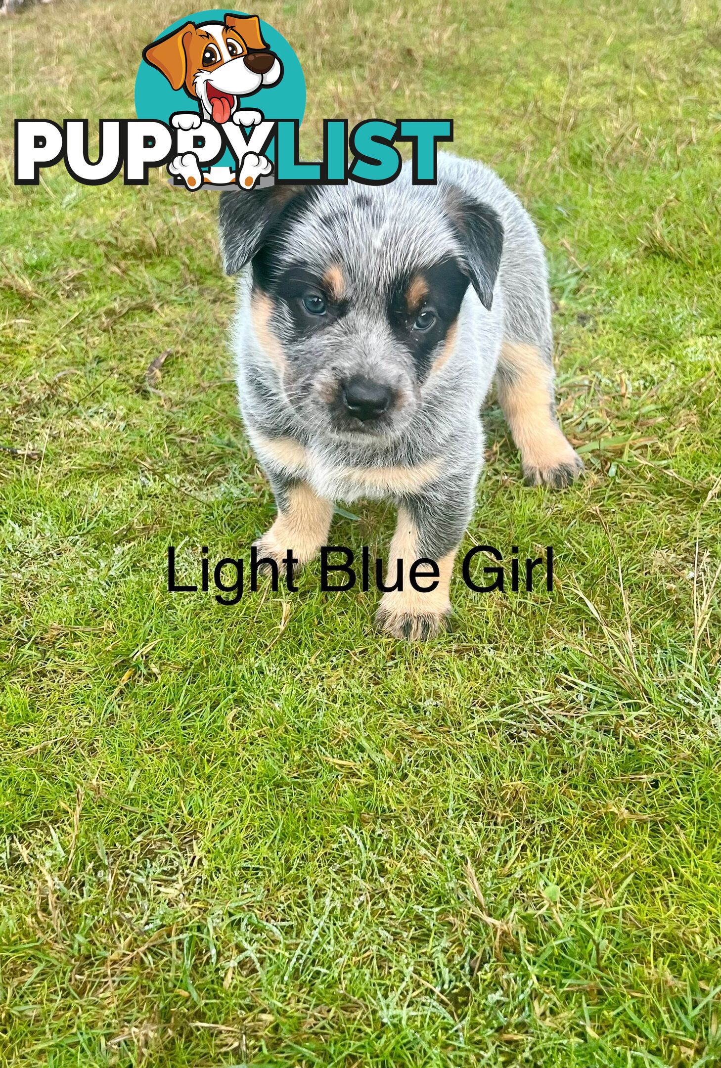 Purebred blue Heeler puppies
