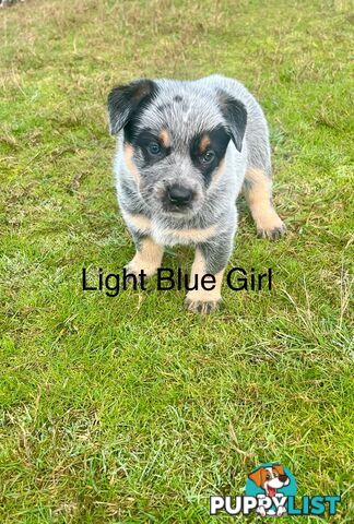 Purebred blue Heeler puppies