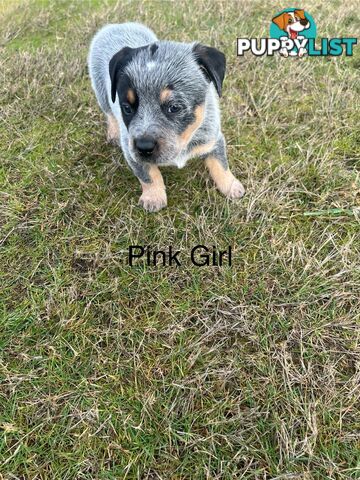 Purebred blue Heeler puppies