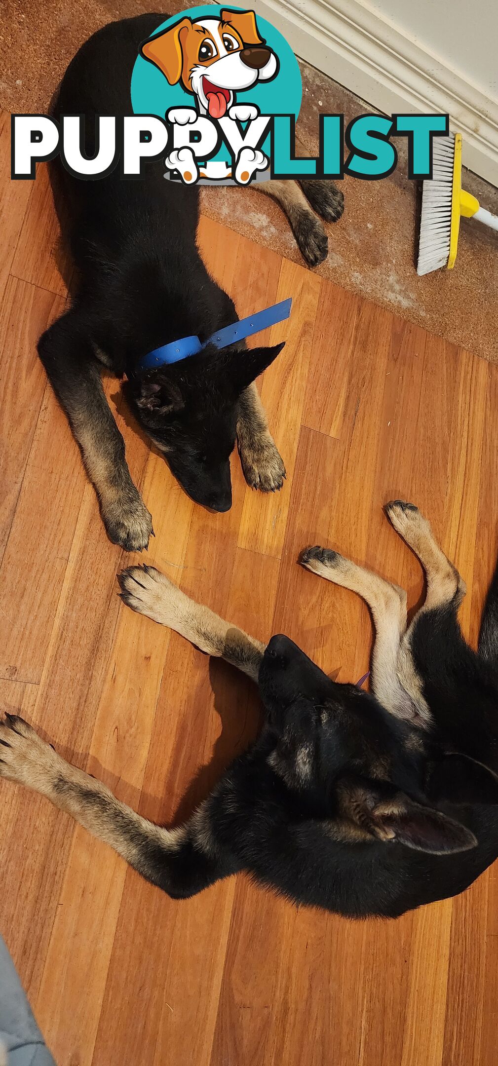 MALE FEMALE GERMAN SHEPHERD PUPPIES PURE BRED SECURITY DOGS