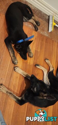 MALE FEMALE GERMAN SHEPHERD PUPPIES PURE BRED SECURITY DOGS