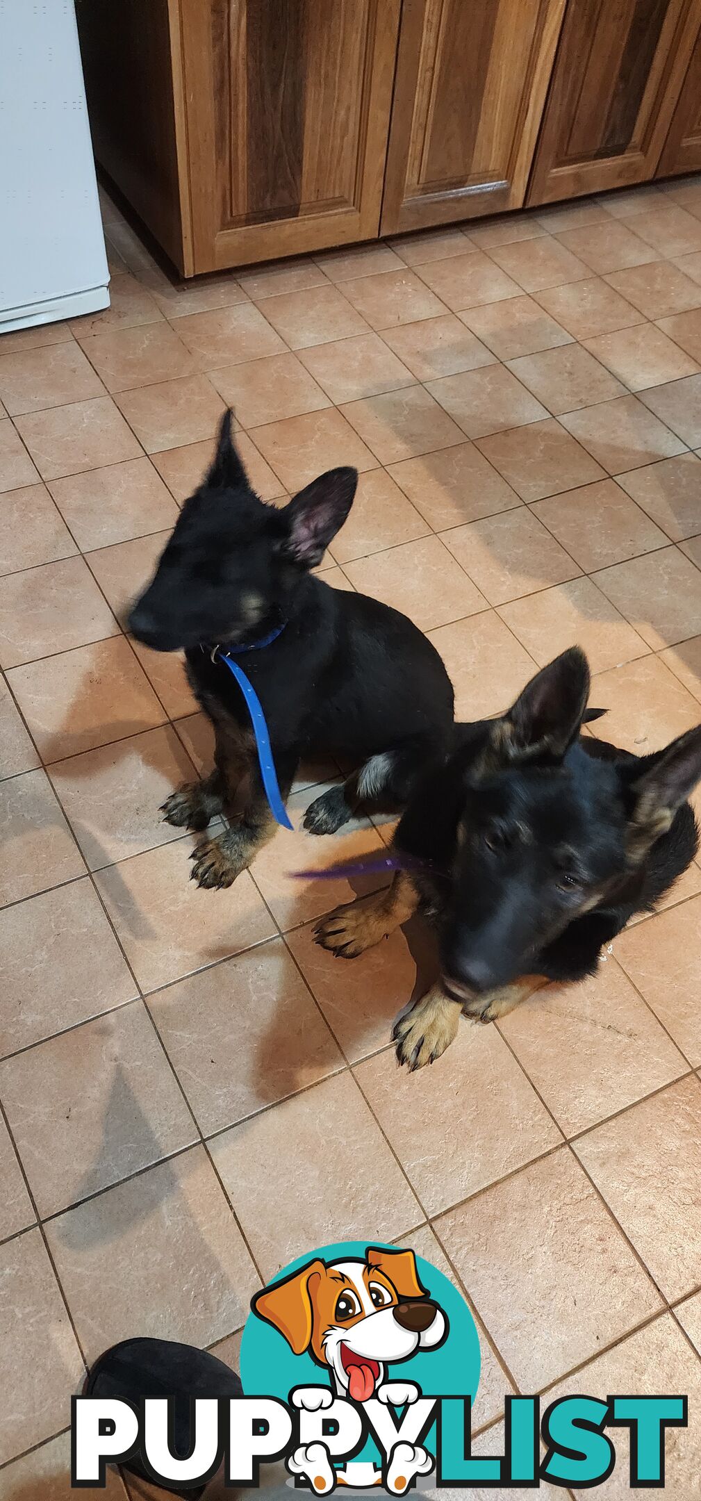 MALE FEMALE GERMAN SHEPHERD PUPPIES PURE BRED SECURITY DOGS