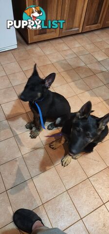 MALE FEMALE GERMAN SHEPHERD PUPPIES PURE BRED SECURITY DOGS