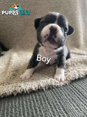 Purr Breed French Bulldog Puppies