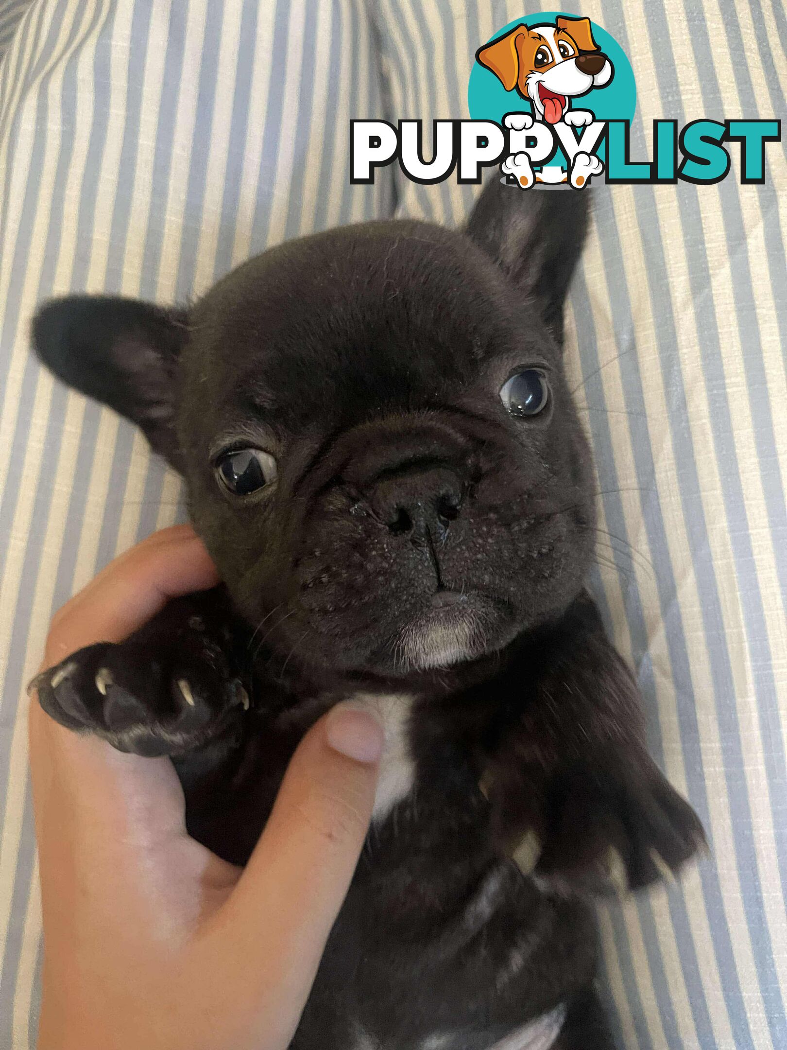 Purr Breed French Bulldog Puppies