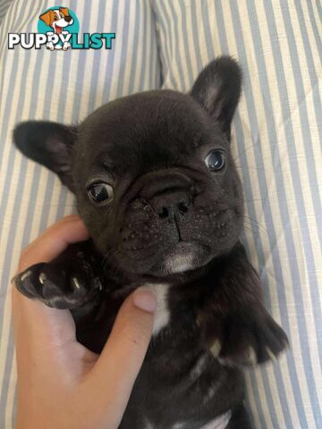 Purr Breed French Bulldog Puppies