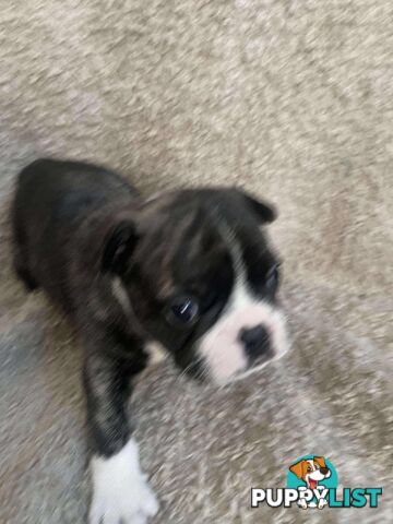 Purr Breed French Bulldog Puppies